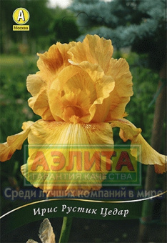 Ирис Рустик Цедар (жёлтый) бородатый /АЭ/