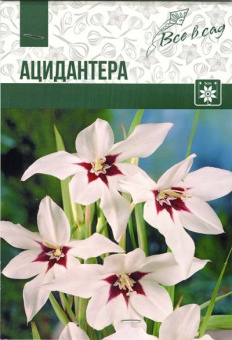 Ацидантера Муриела (6/8) 10 шт/у 
