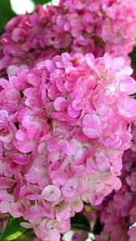 Гортензия Sundae Fraise метельчатая (3-4 ветки)