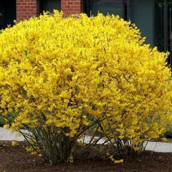 Форзиция Голдзаубер