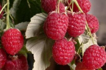 Малина Метеор (крупноп)