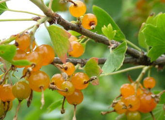 Смородина Золотистая 