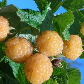 Малина Алтайская Десертная (желтая)