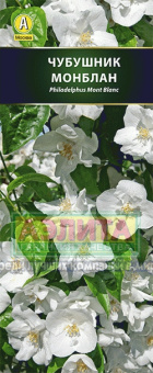 Чубушник виргинский Начез (в тубе)