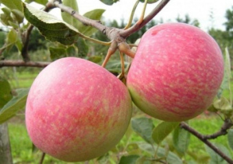 Яблоня Боровинка