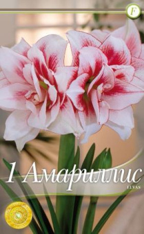 Амарилис Элвас (24/26) 1 шт 