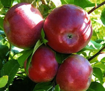 Яблоня Лобо 
