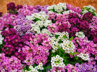 Алиссум (рассада) 