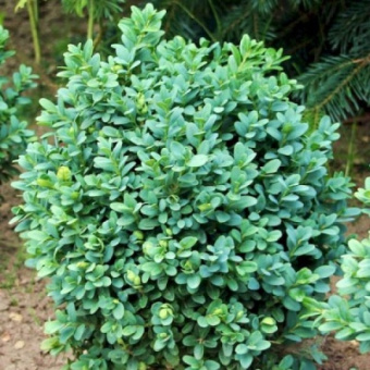 Самшит обыкновенный