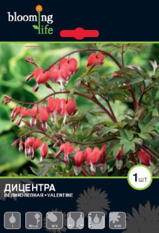 Дицентра Валентина 1 шт/у