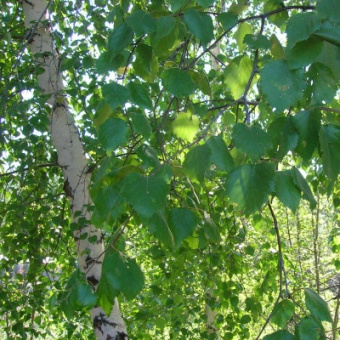 Береза