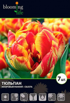 Голд Фиве махр.(11/12) 7 шт