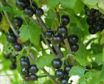 Смородина чёрная Дачница 