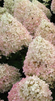 Гортензия Magical Sweet Summer метельчатая (4-6 веток)