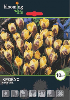 Джипси Гёрл (5/+ ) 10шт