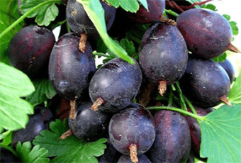 Крыжовник Командор (бесшипый, т-красн)