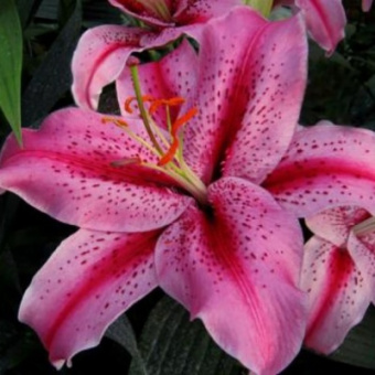 Тайгер Эдишн (16/18) 2 шт 