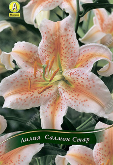 Салмон Стар (12/14) 5 шт/у