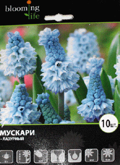 Мускари Лазурный 5/+ (10 шт)