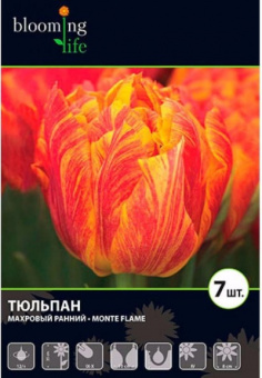 Монте Оранж махр.(11/12) 5 шт