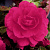 Махровая розовая (5/6) 1  шт