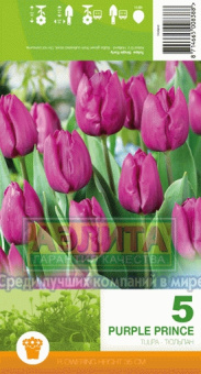 Пурпурный Принц (фиолетовый) 10/11 (5 шт/у) /Эконом Ке/