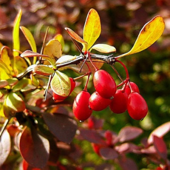 Барбарис сибирский