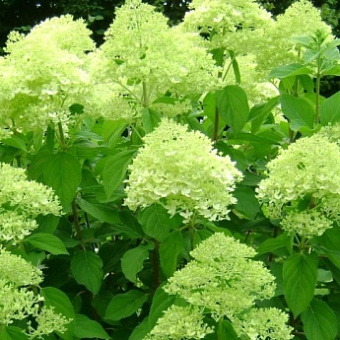 Гортензия Лаймлайт метельчатая (D-9) 