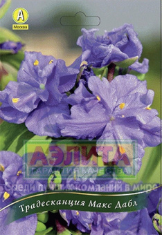 Традесканция Макс Дабл (махр.фиолетовая) 1 шт/у