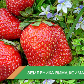 Земляника фриго Вима Ксима (поздняя)