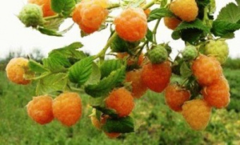 Малина Беглянка (желтая)