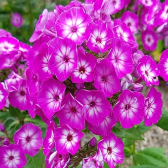 Флокс Лаура 2 шт/у