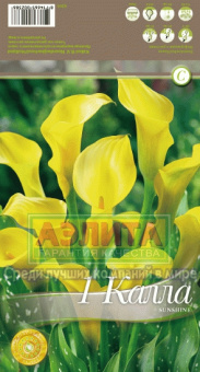 Калла Саншайн 2 шт/у 